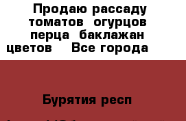 Продаю рассаду томатов, огурцов, перца, баклажан, цветов  - Все города  »    . Бурятия респ.